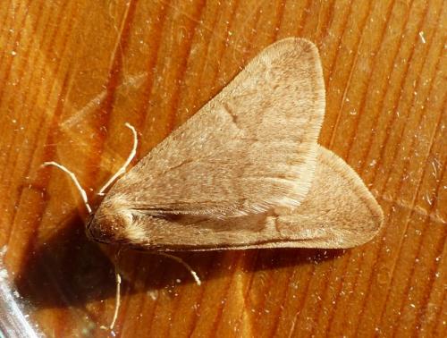 Alsophila aceraria